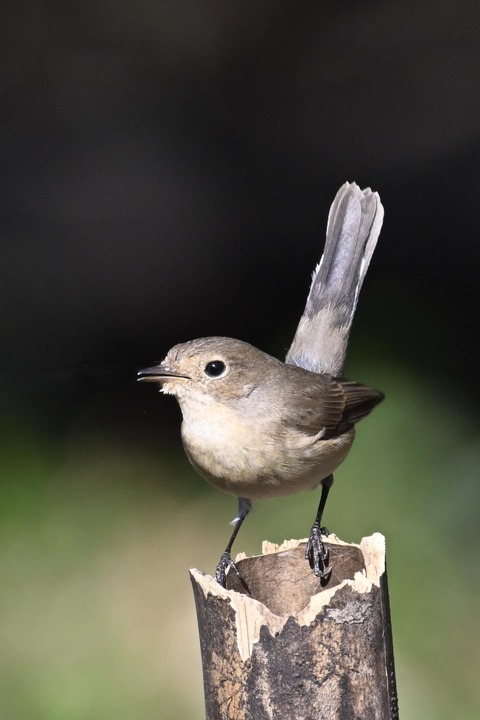 ニシオジロビタキ♀4856