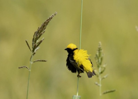 オウゴンチョウ1276