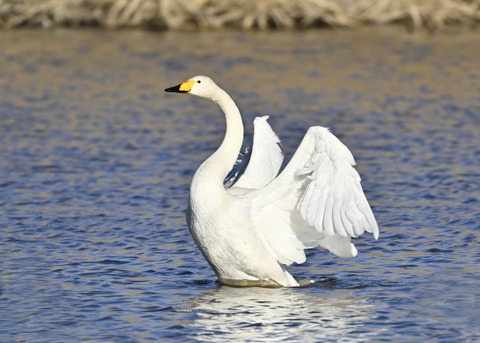 オオハクチョウ7665