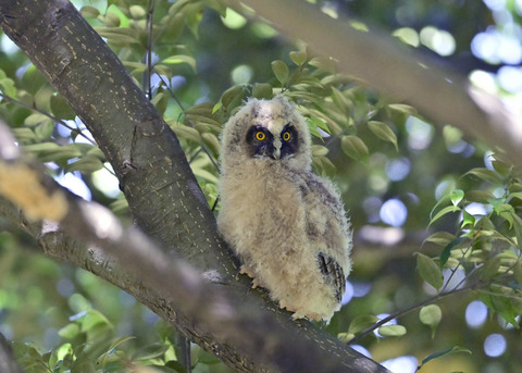 トラフズクのヒナ7561