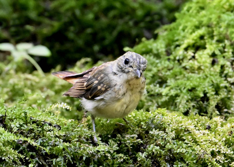 オオルリ♀幼鳥3752