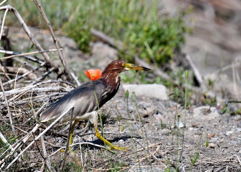 アカガシラサギ2846