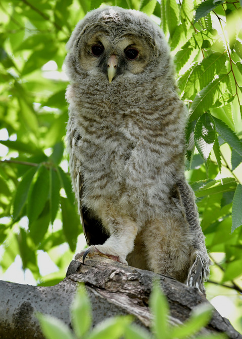 フクロウのヒナ1473