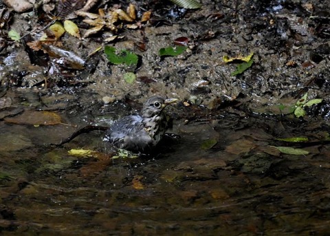 クロツグミ♀7597