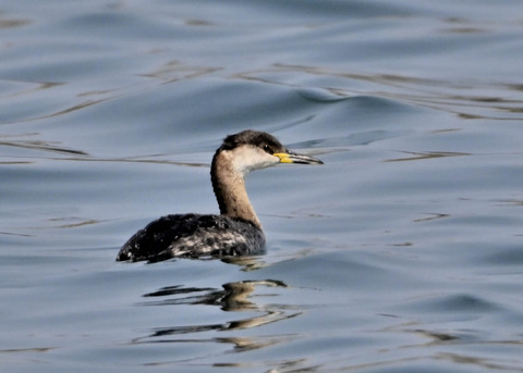 ｱｶｴﾘｶｲﾂﾌﾞﾘ8298