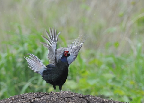 キジの保呂打ち3354◎