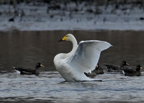 オオハクチョウ4865