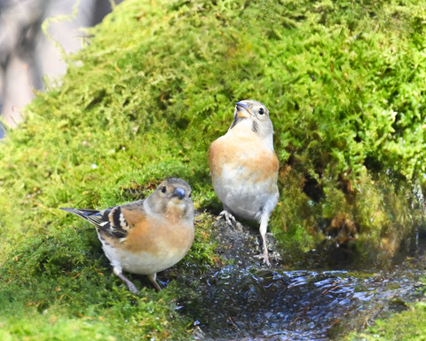 アトリ♀2763