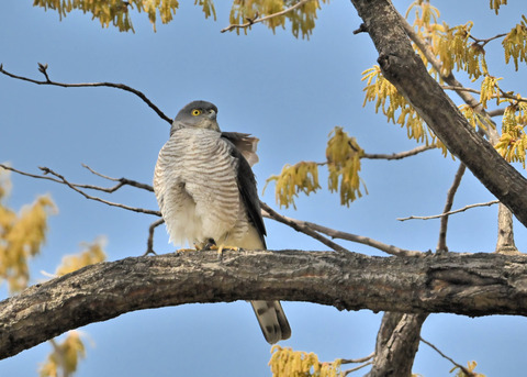 ツミ♀0395