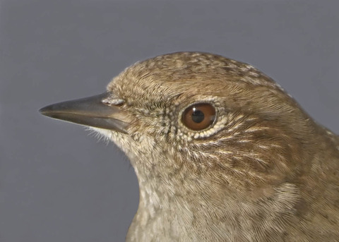 カヤクグリ3004