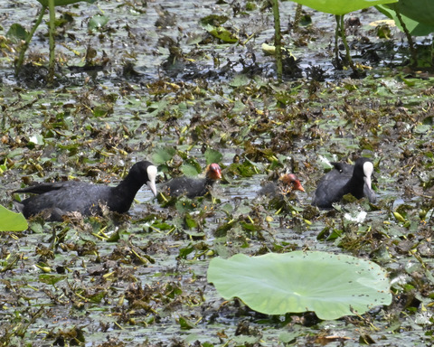 オオバンの親子6399
