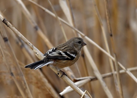 ベニマシコ♀0290