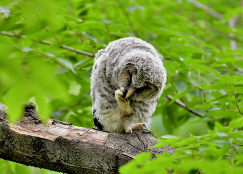 フクロウのヒナ0752