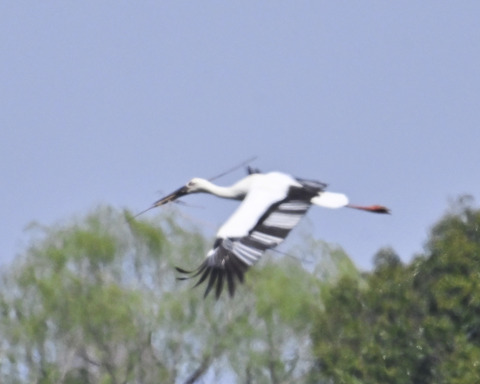 巣材運ぶコウノトリ8314