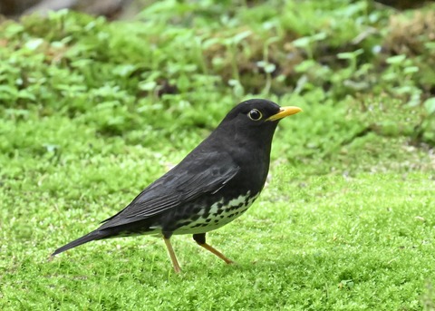 クロツグミ♂3219