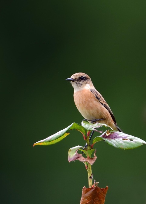 ノビタキ♀冬羽3857
