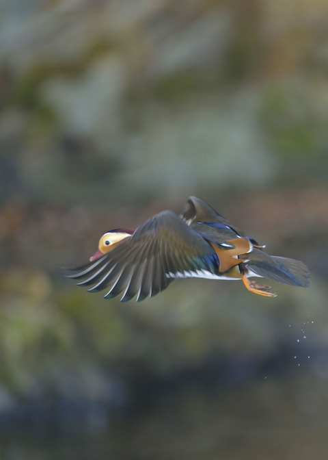 飛ぶ・オシドリ♂9650