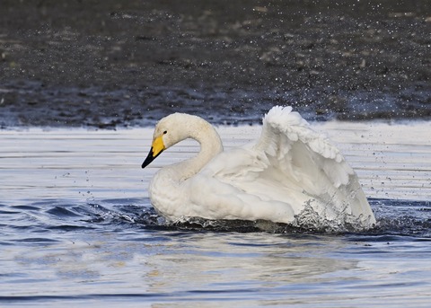 オオハクチョウ4162