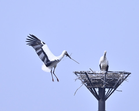 飛ぶコウノトリ7369