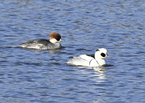 ミコアイサ♂♀4528