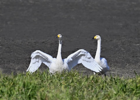 オオハクチョウ5291
