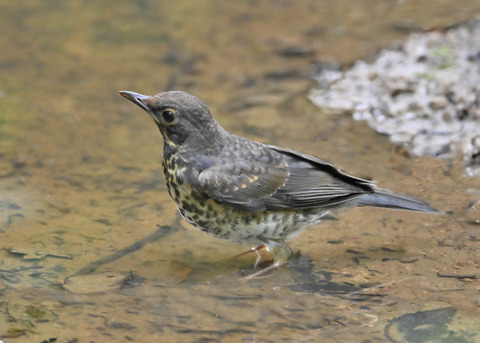 クロツグミ♂幼鳥0370