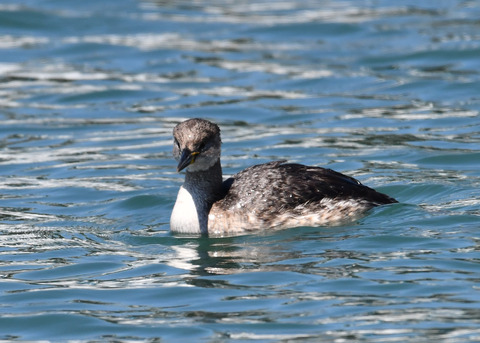 ｱｶｴﾘｶｲﾂﾌﾞﾘ6255