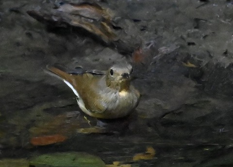 オオルリ♀7254