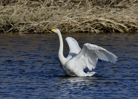 オオハクチョウ8635