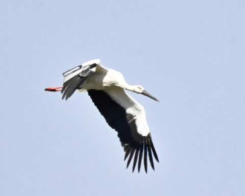 飛ぶコウノトリ8479