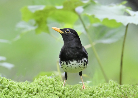 クロツグミ♂4294