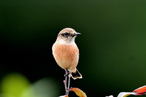ノビタキ♀冬羽4078