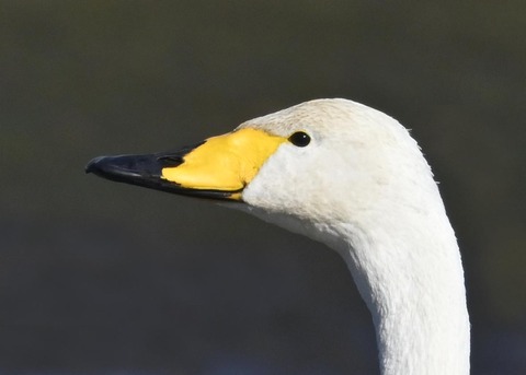 オオハクチョウ4001