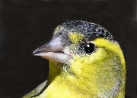 マヒワ♂6000