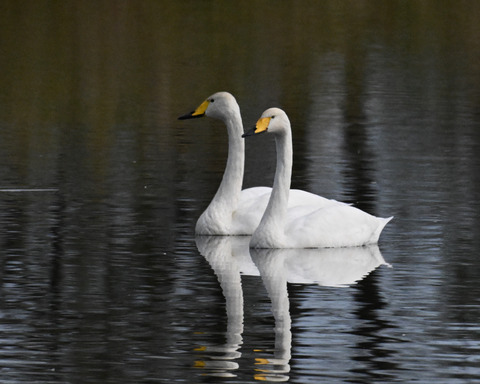 オオハクチョウ4453