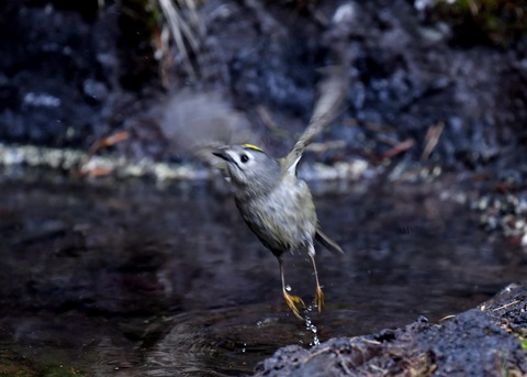 キクイタダキ9558