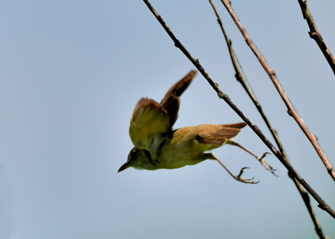 オオヨシキリ3429