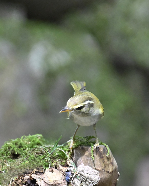 センダイムシクイ2292