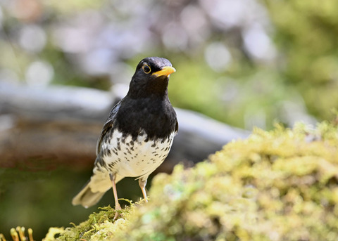 クロツグミ♂5543