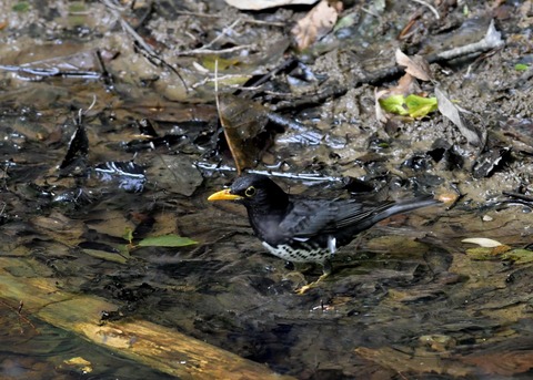 クロツグミ♂5969