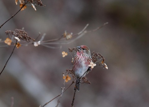 オオマシコ♀5839