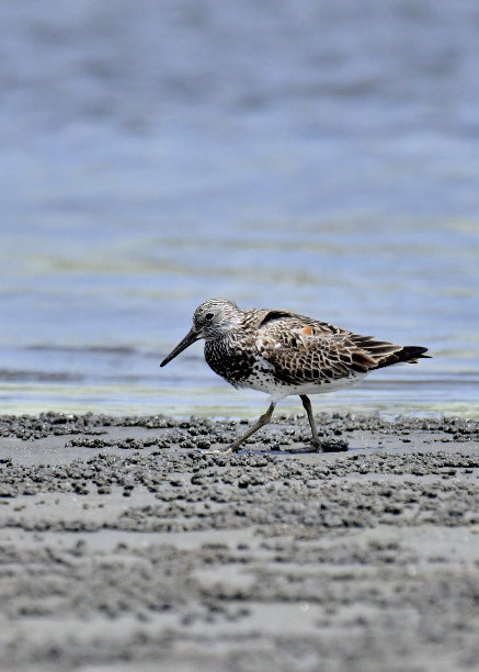 オバシギ夏羽7600