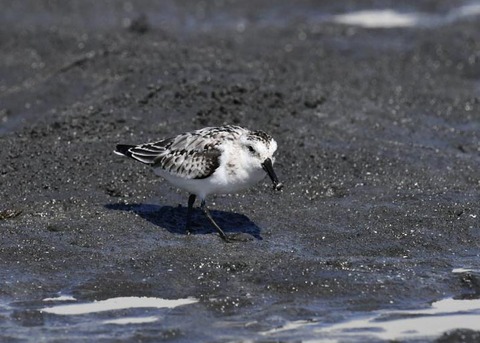 ミユビシギ夏羽→冬羽9653
