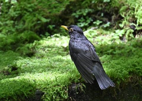 クロツグミ♂4499