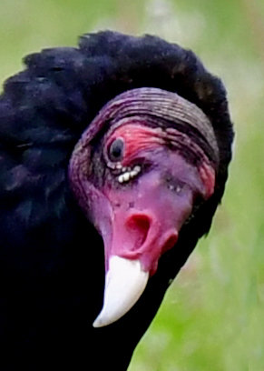 ヒメコンドル0598