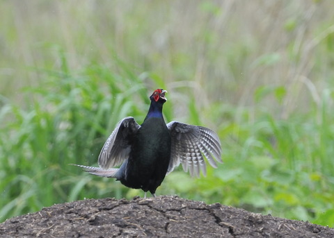 キジの保呂打ち3352◎
