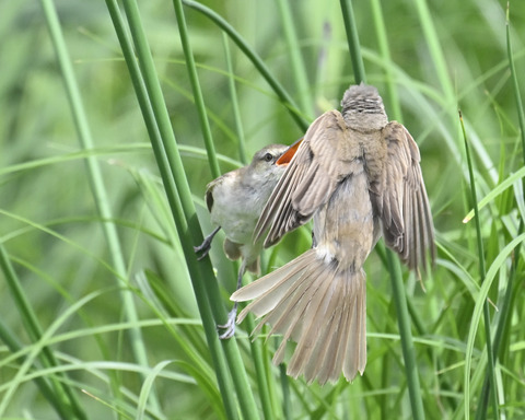 オオヨシキリ7565