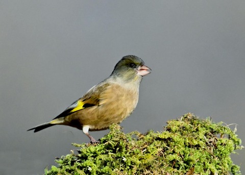 オオカワラヒワ7257