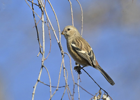 ベニマシコ♀5487