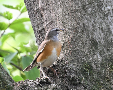 マミチャジナイ9933